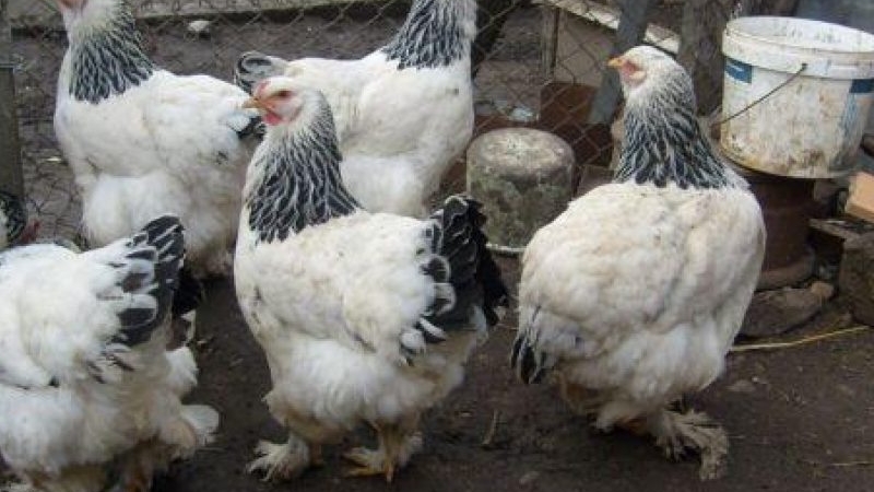 Fetiță de 10 ani, îmbătrânită cu doi ani de hormonii din carne