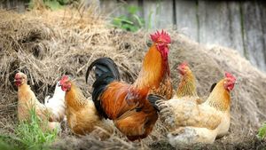 Este interzis prin lege! Orașul din România în care nu mai ai voie să crești animale
