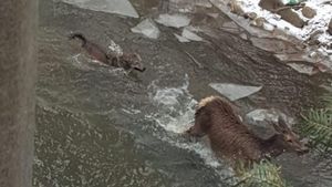 Un pădurar din Bacău a dat nas în nas cu o haită de lupi care vânau o căprioară - IMAGINI RARE