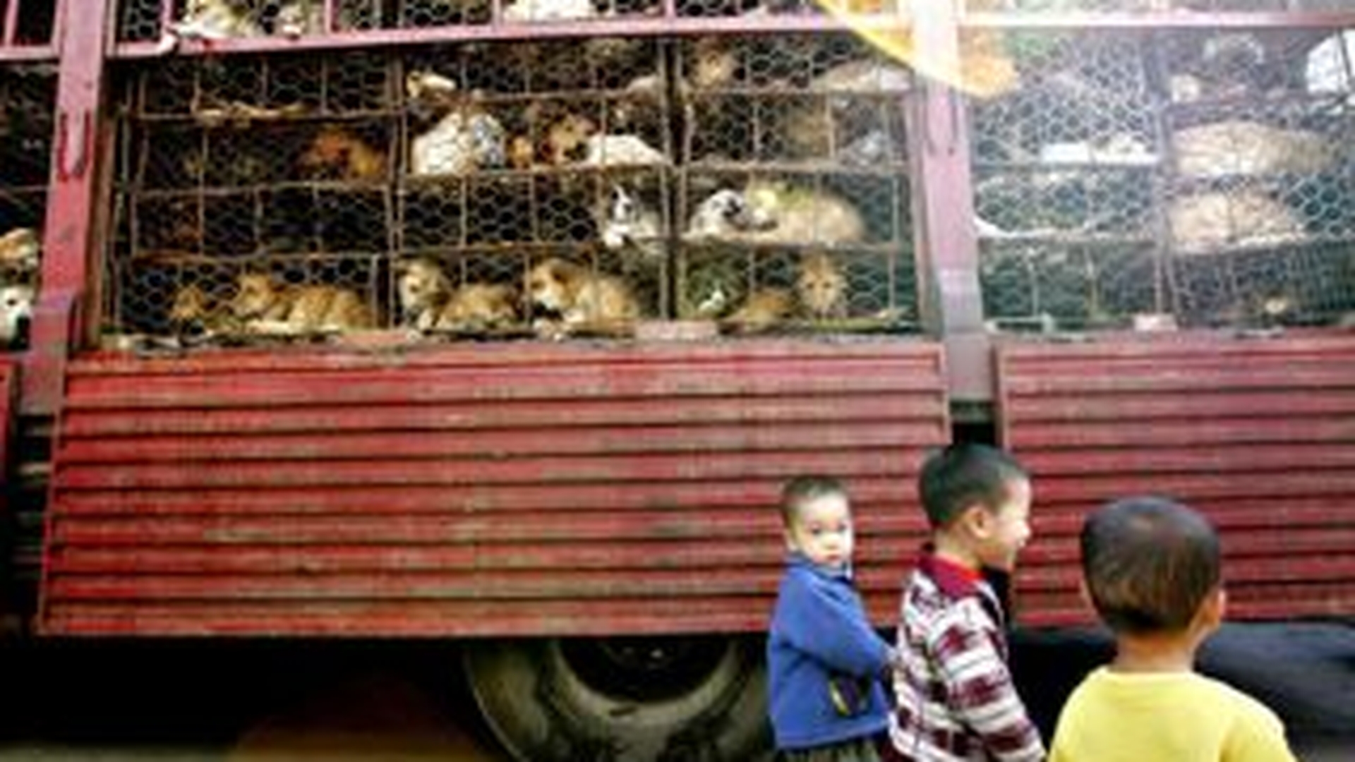 Autoritatile chineze vor sa interzica prin lege consumul de carne de pisica si de caine