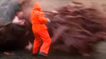 Ce se intampla cand vrei sa transezi trupul unei balene moarte cu un fierastrau electric! Imagini care va pot afecta emotional