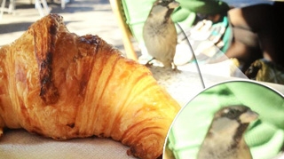 "Casnica", la un pas sa devina victima aviara! "Aveti grija ca va mananca vrabiuta croissantul" Vezi ce a patit Andreea Moldovan la o terasa!
