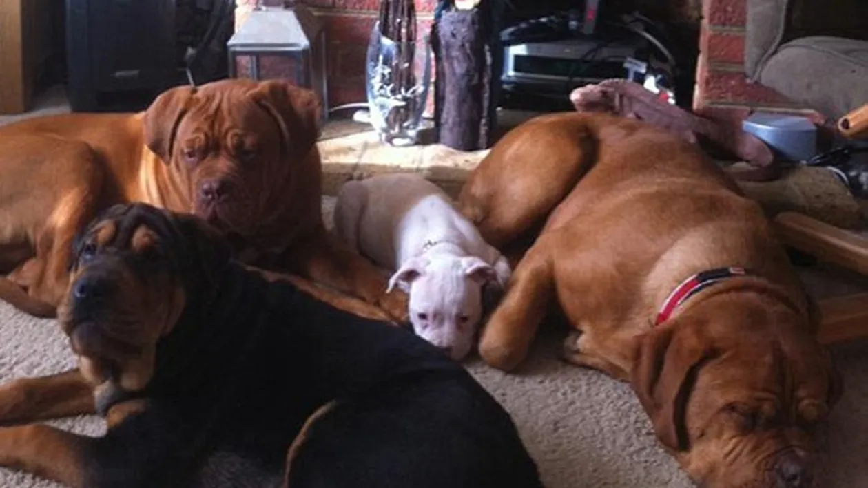 Moartea cumplită a unei femei de 71 de ani! Patru câini de luptă pe care i-a crescut ca pe copiii ei au spintecat-o