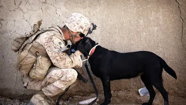 Soldații ruși recunosc încă o dată că mănâncă câini în Ucraina: Astăzi am mâncat un Yorkshire Terrier