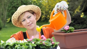 Sfaturi pentru ingrijirea florilor primavara
