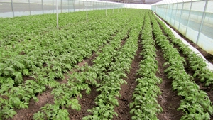 Ce alimente s-au scumpit în România, în aprilie, în plină pandemie de COVID-19. Prețul cartofilor a explodat