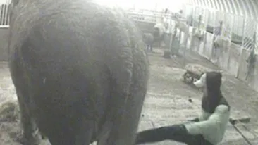 Cel mai batran elefant din Marea Britanie, batut si injunghiat de un roman!