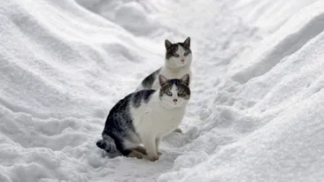 Vremea urata nu se da plecata! REVIN NINSORILE de saptamana viitoare