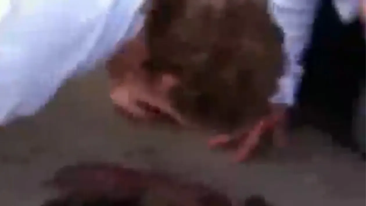 VIDEO interzis celor slabi de inimă! Ce face acest bărbat cu un animal mort de pe stradă! Prietenii lui au INGHETAT când au văzut