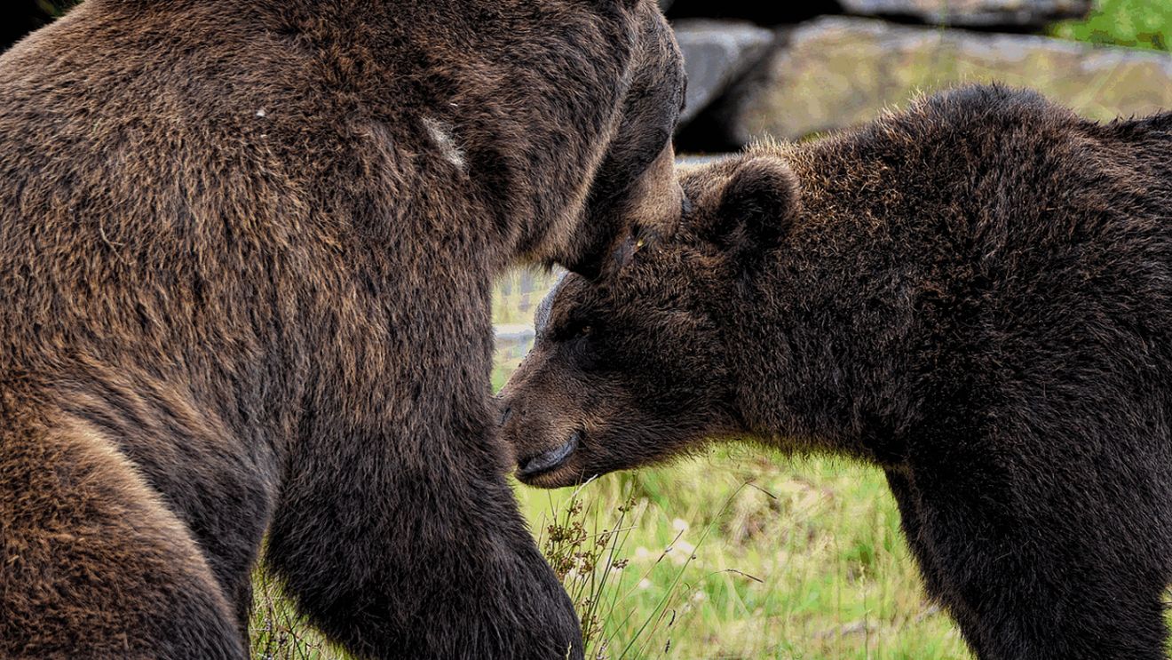 Ce se întâmplă cu puii ursoaicei care a ucis un italian pe Transfăgărășan. MMAP, anunț de ULTIMĂ ORĂ!