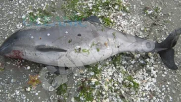 Masacru printre delfini