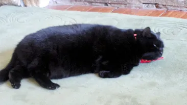 O pisica a slabit de la 9,5 la 4,5 kilograme