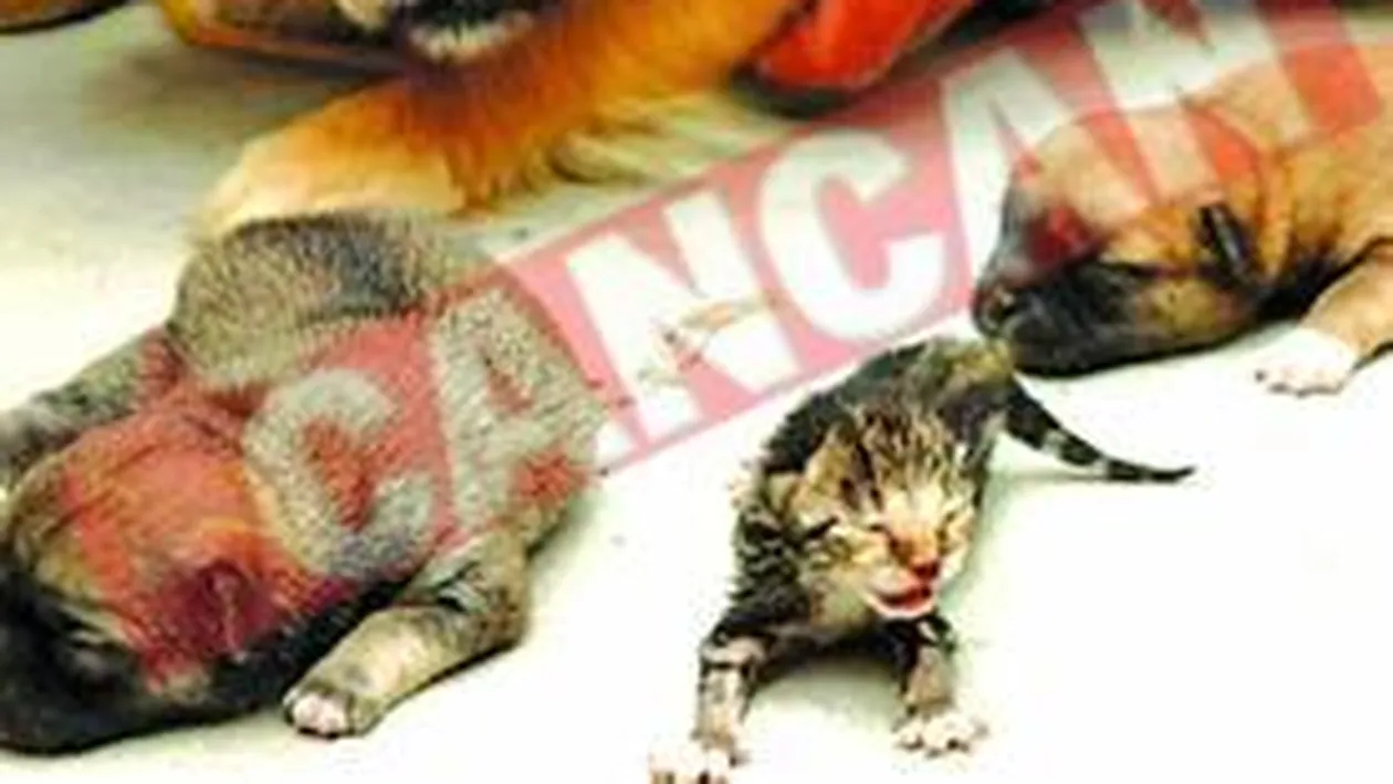 O catea a fatat o pisica