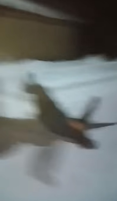 Un copil din Botoșani a fost bătut cu bestialitate de doi tineri. E fabulos ce a spus un internaut despre martorul care a filmat scenele