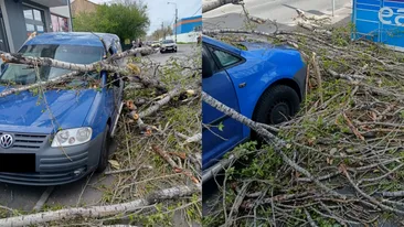 Prăpăd în Capitală! Zeci de copaci la pământ și mașini avariate din cauza vântului puternic