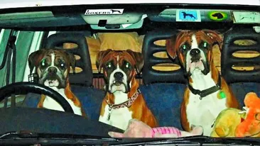 Latra de 800 de ori pe ora