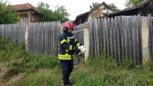 VIDEO. Pompierii doljeni, chemați să salveze un pui de barză căzut din cuib