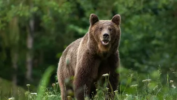 Un băiețel de opt ani din Covasna a fost atacat de un urs. Copilul a fost transportat la spital