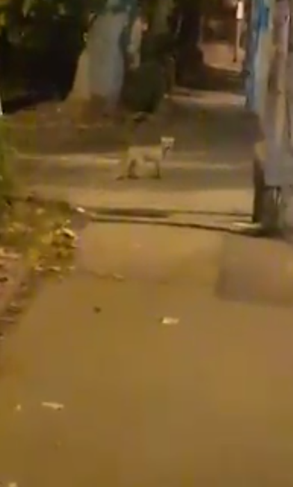 Clipe de groază în Pitești! Un bărbat a fost atacat de o vulpe după ce a încercat să își salveze pisica din colții fiarei sălbatice