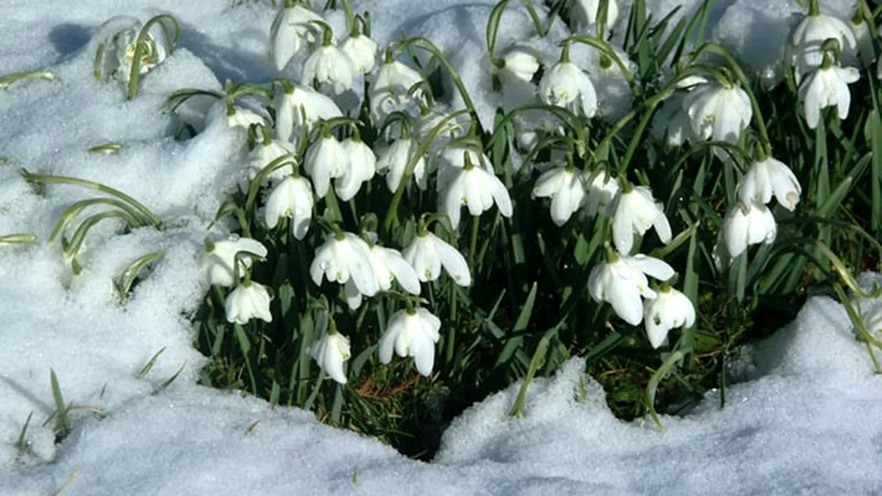 Vine, vine primăvara? Vezi unde se vor înregistra azi 14 grade Celsius, dar şi dacă se mai întoarce iarna!