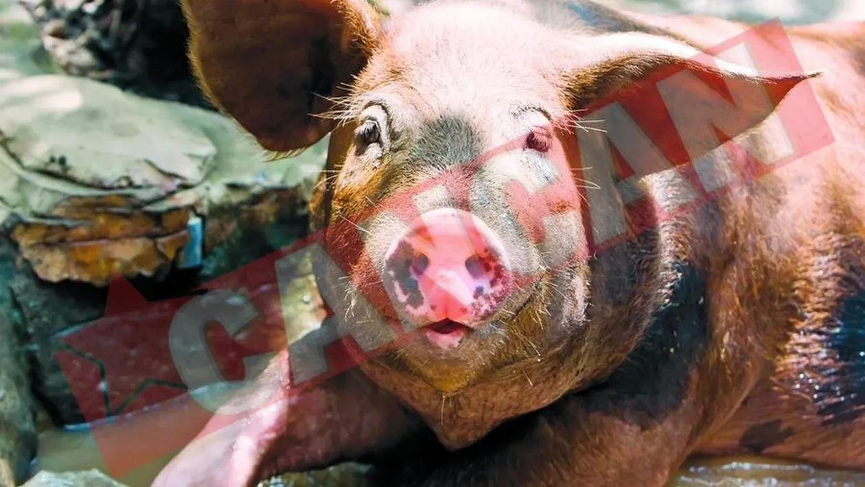 4 reguli indispensabile la taierea porcului!