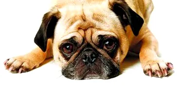 Si cateii iau Prozac