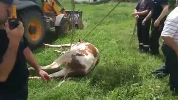 Operaţiune spectaculoasă a pompierilor din Prahova. Au salvat o văcuţă cu... excavatorul