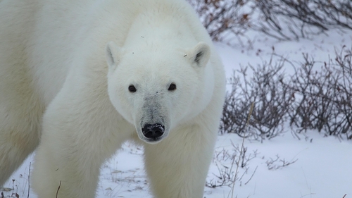 Test de cultură generală. Ce culoare are blana ursului polar, de fapt