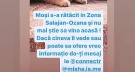 Galerie foto - poza 1