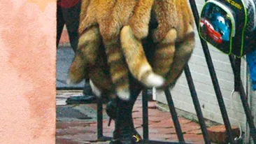 Romanita, cu haita de vulpi la plimbare