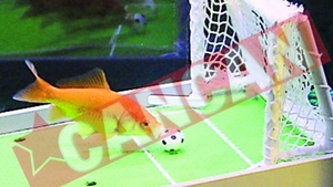 Pestele care joaca fotbal