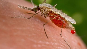 Bărbat de 43 de ani, internat la Spitalul de Boli Infecțioase din Iași cu malarie