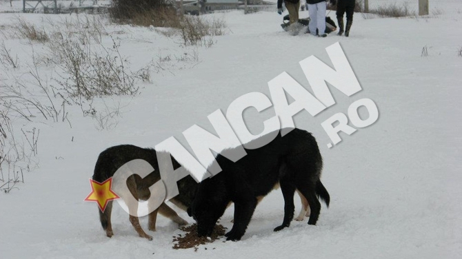 Efort supraomenesc pentru salvarea cainilor comunitari din adapostul de la Glina! Voluntarii au carat prin zapezi 650 de kilograme de mancare pentru maidanezi!