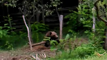 O ursoaică s-a zbătut o zi întreagă într-o capcană pusă în oraşul Novaci. Într-un final, a fost tranchilizată