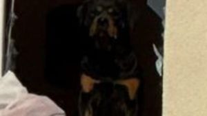 Imaginea de milioane de like-uri! Jackie, un rottweiler, a rămas în apartamentul distrus de explozia din Rahova pentru a-l apăra