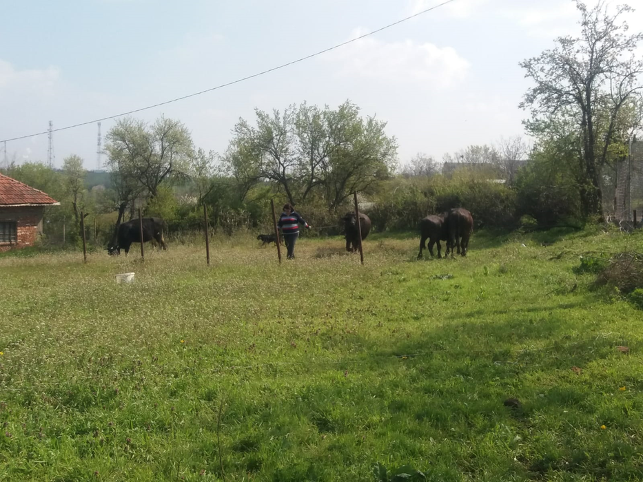 Creșterea bivolițelor, o tradiție care se stinge încet