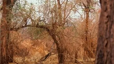 Iluzie optică virală | Găsește girafa ascunsă în această imagine! Ai doar 6 secunde la dispoziție