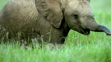 Un barbat a fost ucis in India de un pui de elefant ajuns pe strazile unui orasel