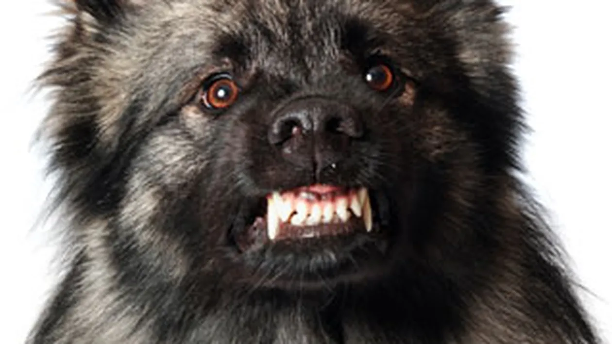 Trei oameni au fost atacati de un lup, in Bihor