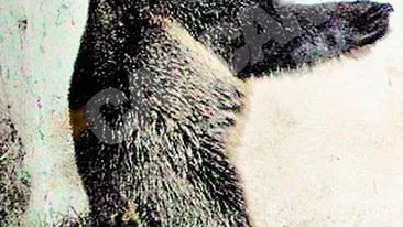 Rezervatia de la Zarnesti numara 61 de animale. Ursi salvati din Albania, adusi la Brasov