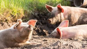 Ireal! Cât vei plăti pentru un kilogram de carne proaspătă de porc de Crăciun