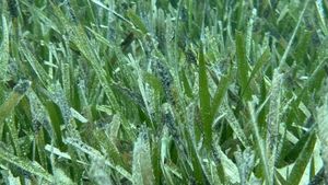 Iluzie optică | Găsiți peștele ascuns în această poză! Geniile reușesc în maximum 17 secunde