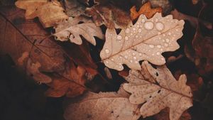 Prognoza meteo 30 octombrie. Temperaturile scad ușor