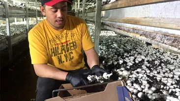 Ce salariu are un român culegător de ciuperci în Australia. Câți bani primește pe lună