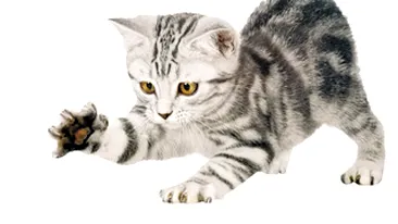 Pisicile sunt dreptace