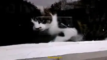 Mai rea ca orice fiara din padure! Lupta unui postas cu o pisicuta