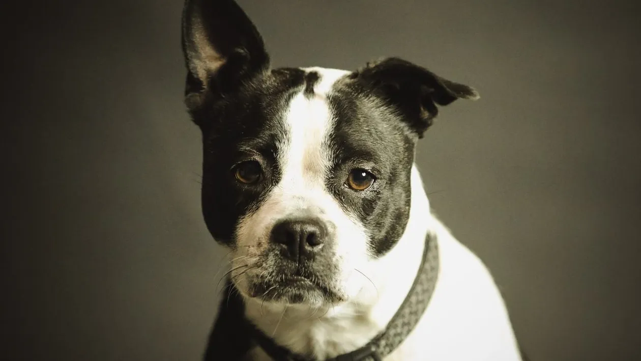 Fotografia din care toți oamenii trebuie să învețe. Gestul emoționant făcut de proprietarii unui magazin, pentru un câine al străzii. FOTO