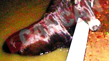 Un ponei beat a cazut intr-o piscina