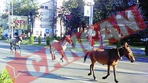 Herghelie de cai, la plimbare prin Piatra Neamt