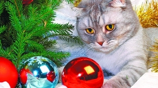 E sarbatoare si pentru animalul tau de companie!